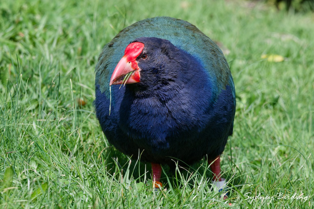 South Island Takahe - ML642321185