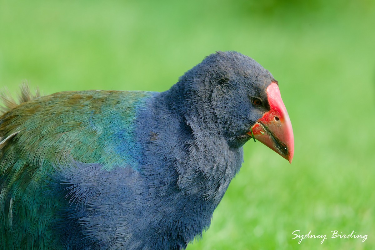 South Island Takahe - ML642321186