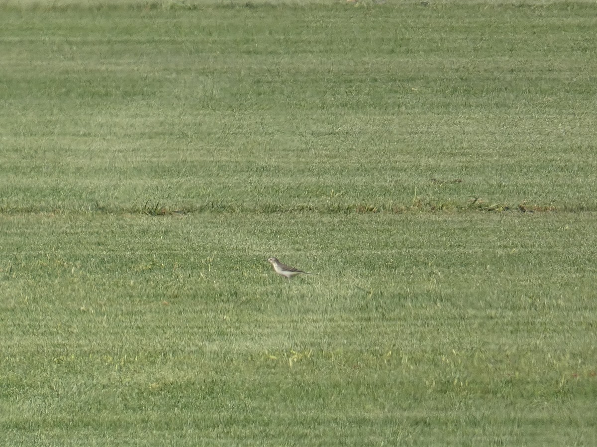 Western Yellow Wagtail - ML642321194