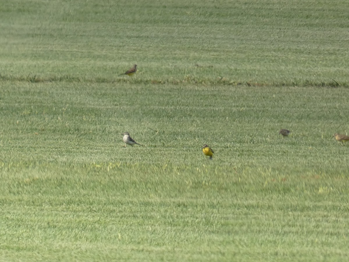 Western Yellow Wagtail - ML642321195