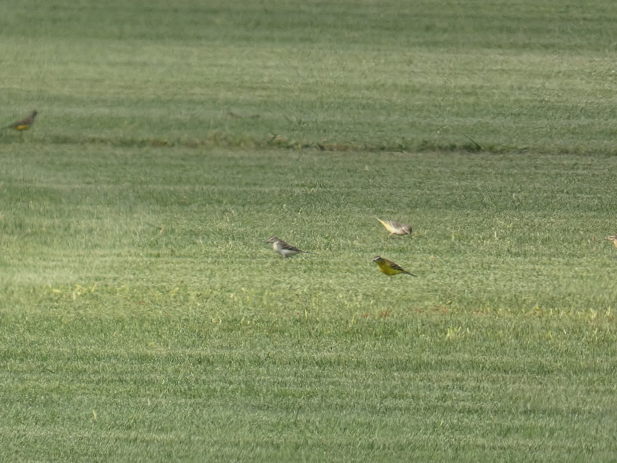 Western Yellow Wagtail - ML642321196