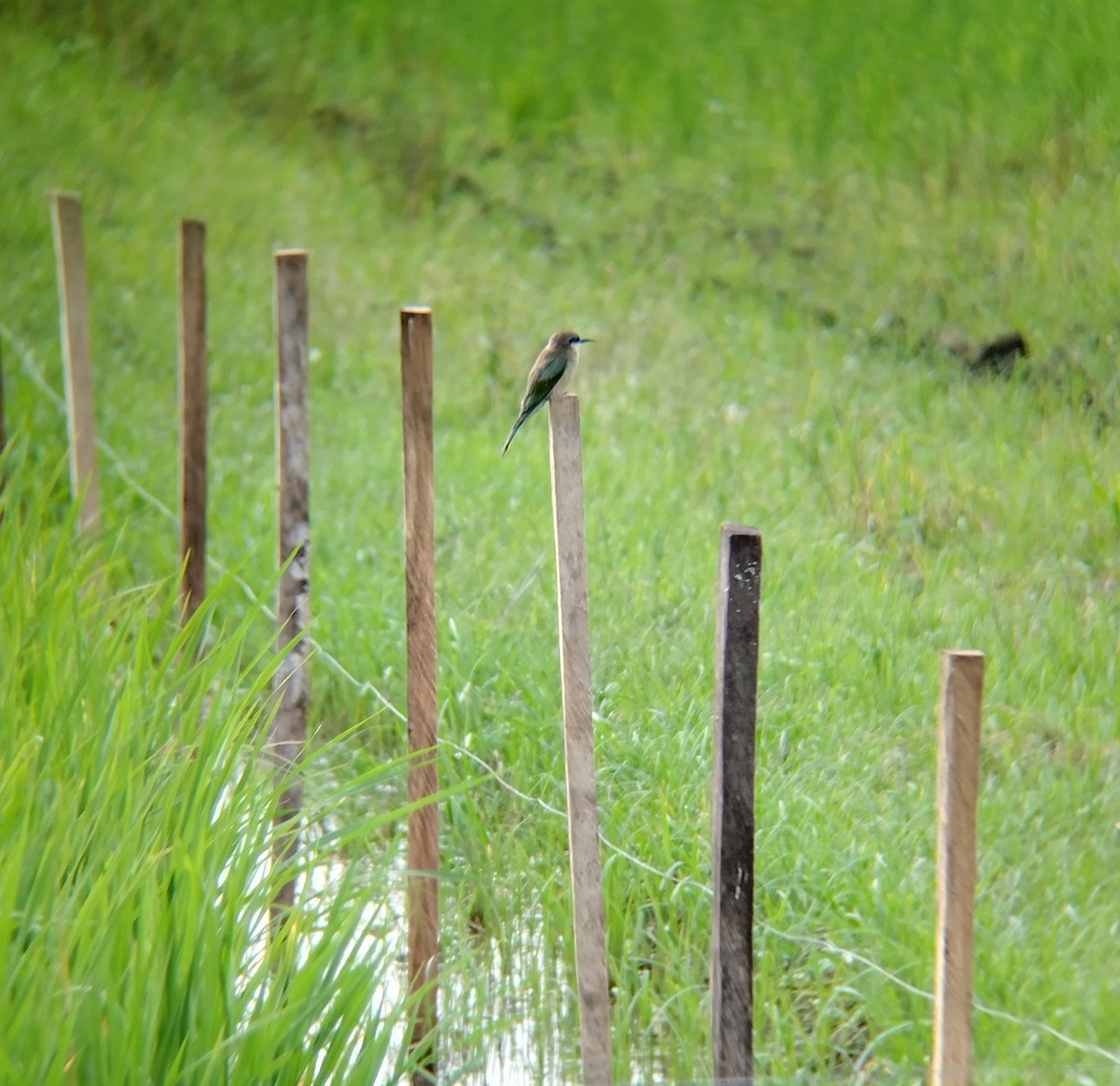 Blue-tailed Bee-eater - ML642321198