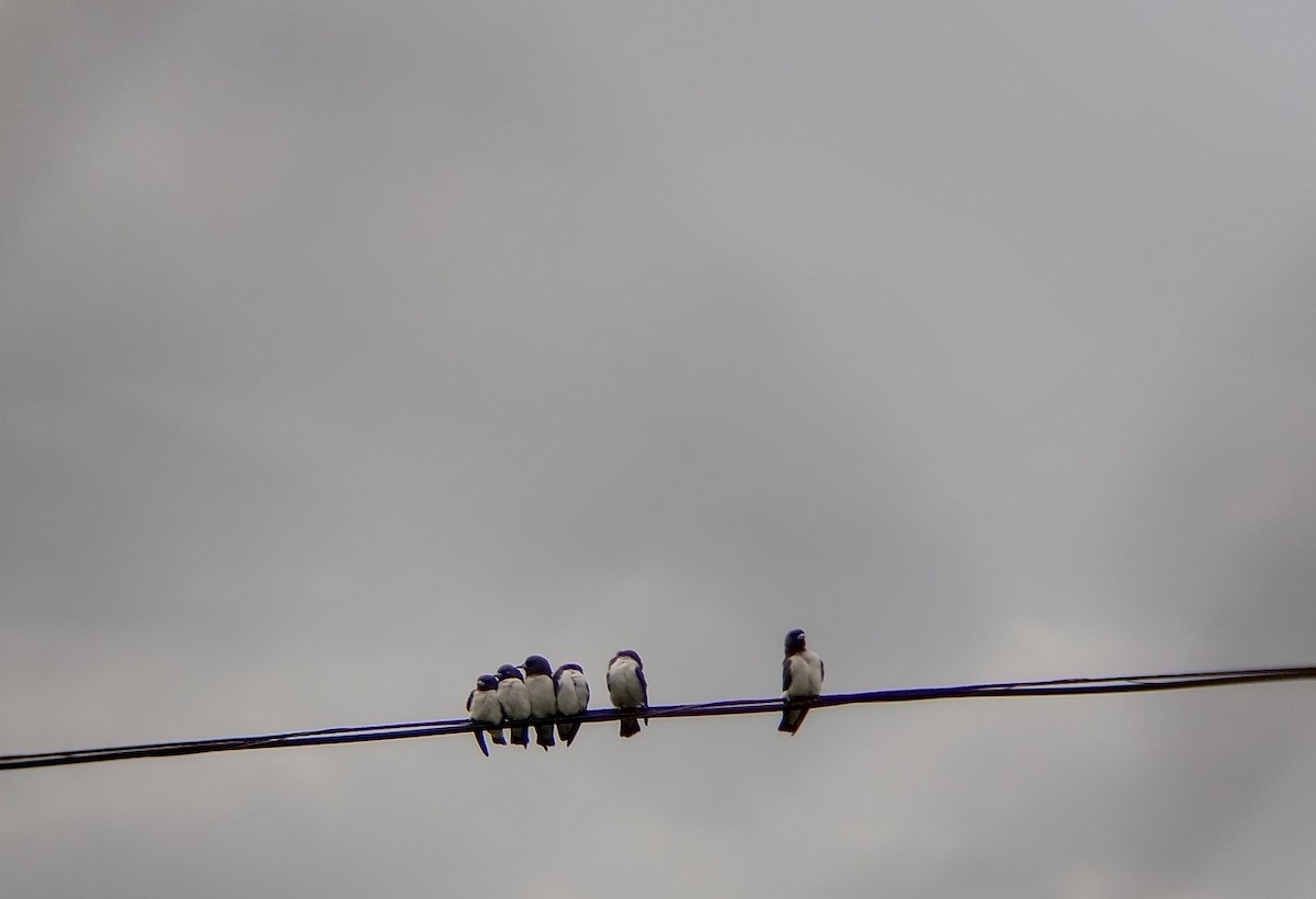 White-breasted Woodswallow - ML642321207