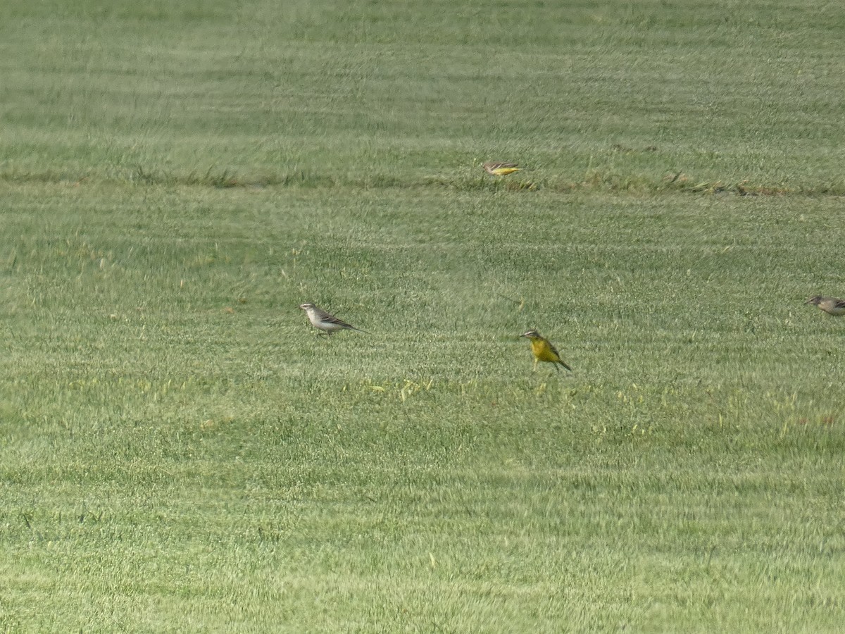 Western Yellow Wagtail - ML642321211