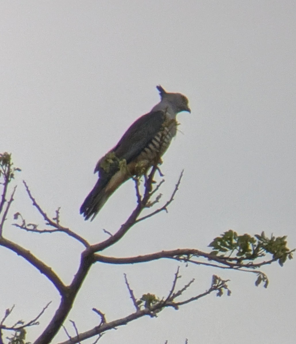 Pacific Baza - ML642321220