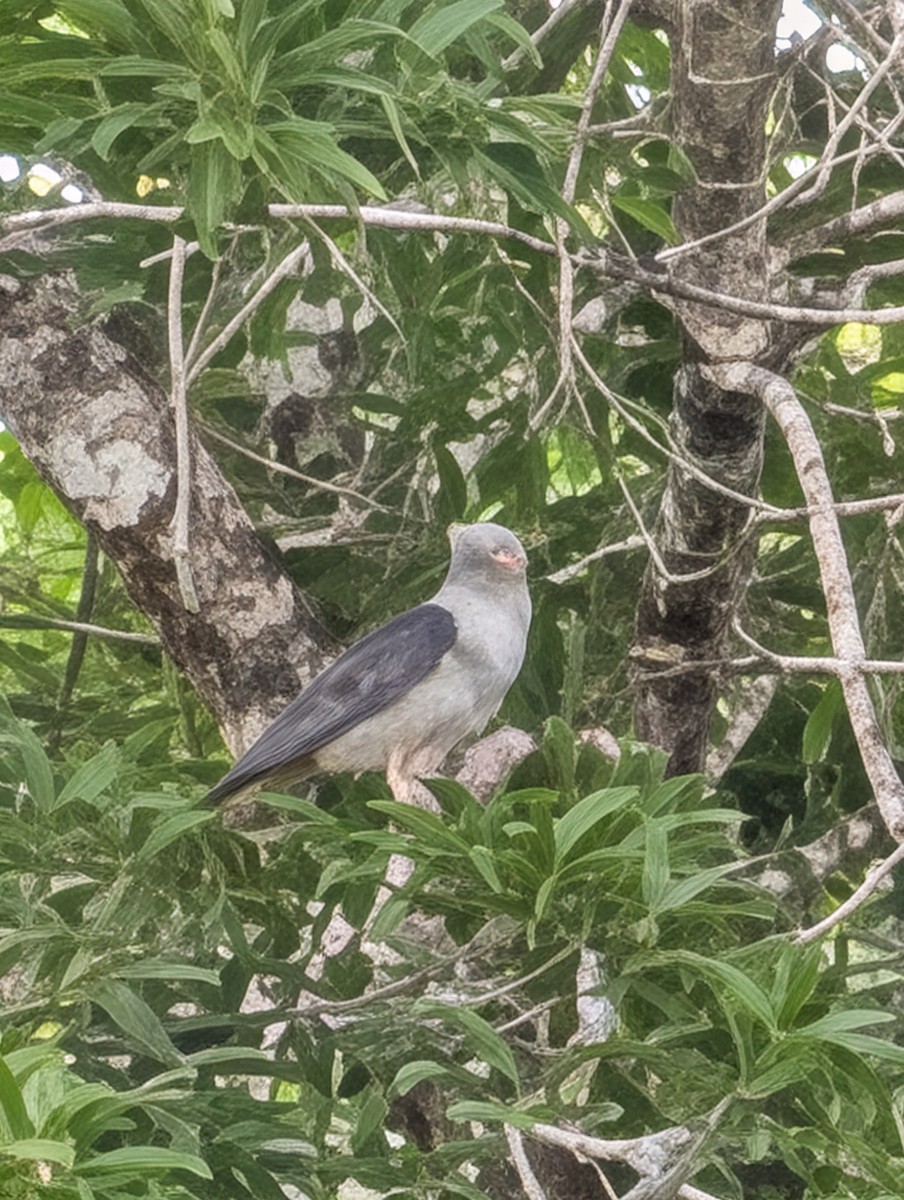 Pacific Baza - ML642321221