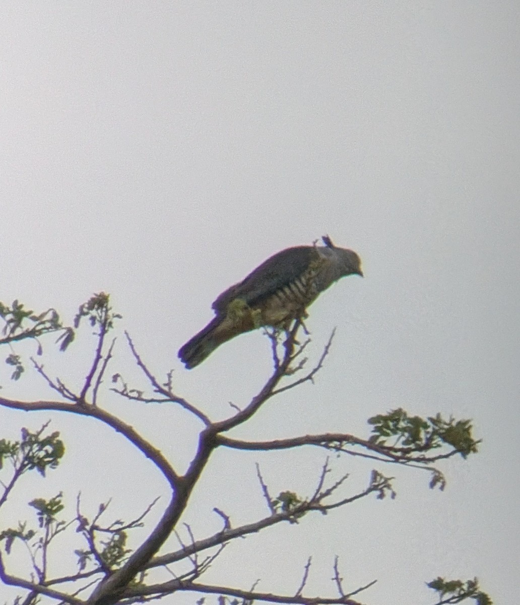 Pacific Baza - ML642321222