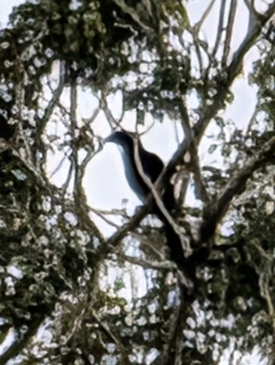 Victoria's Riflebird - ML642321225