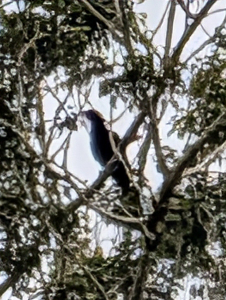 Victoria's Riflebird - ML642321226