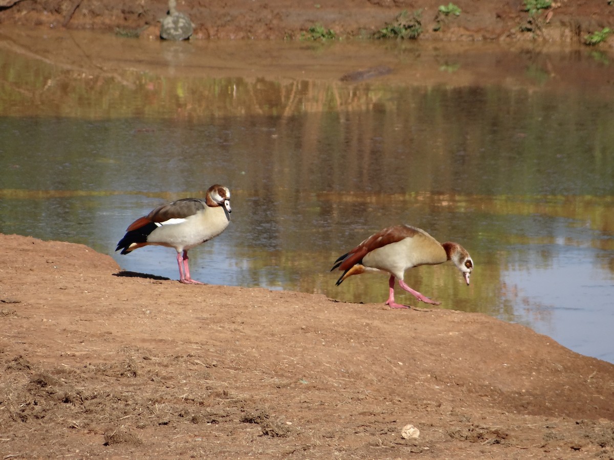 Egyptian Goose - ML642321239