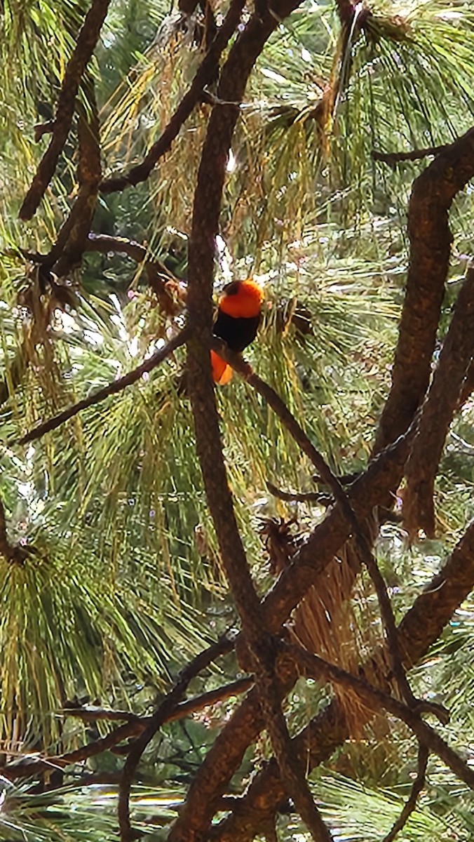 Northern Red Bishop - ML642321253
