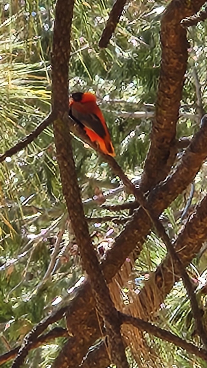 Northern Red Bishop - ML642321272