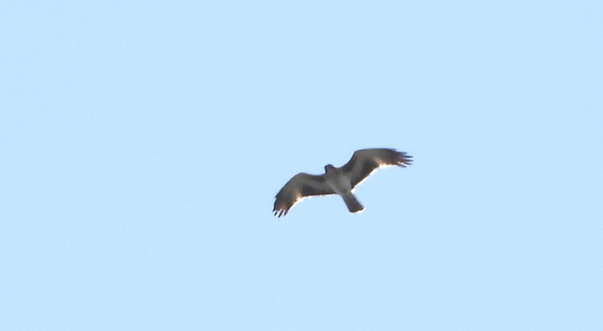 Little Eagle - ML642321303
