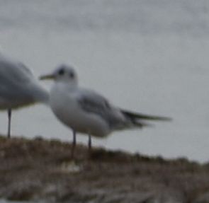 Black-headed Gull - Sally Anderson