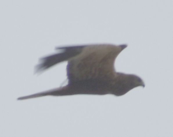 Western Marsh Harrier - Sally Anderson