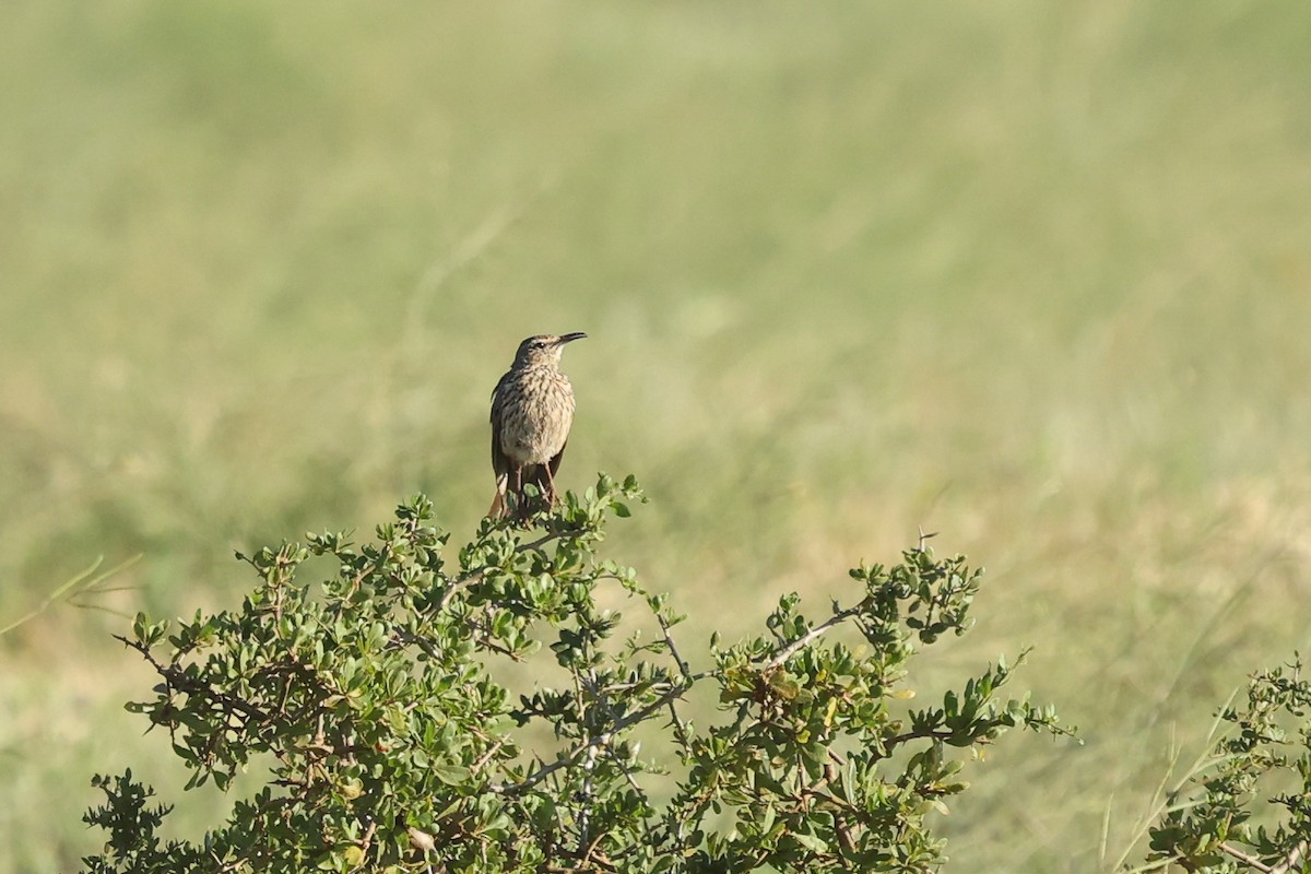 Cape Long-billed Lark (Cape) - ML642321365
