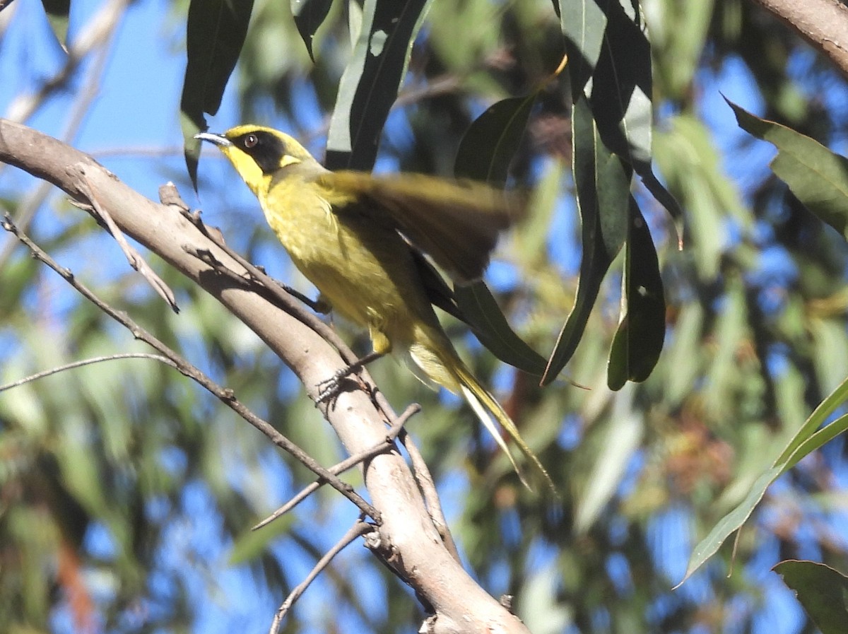 Yellow-tufted Honeyeater - ML642321377