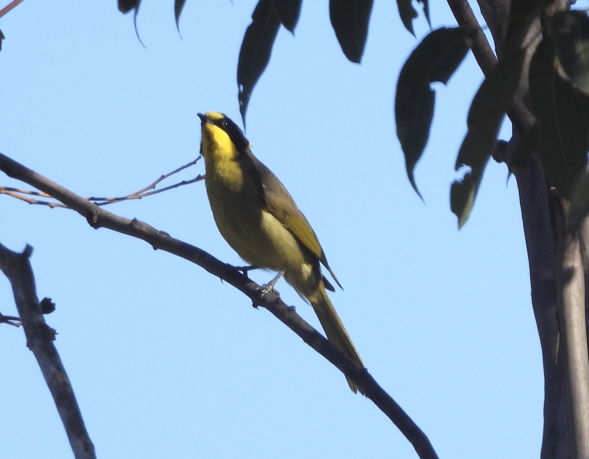 Yellow-tufted Honeyeater - ML642321378