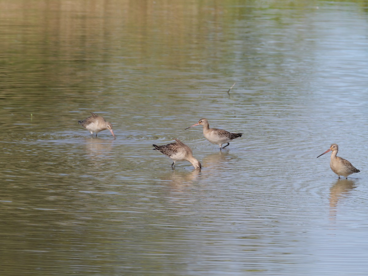 Bar-tailed Godwit - ML642321379