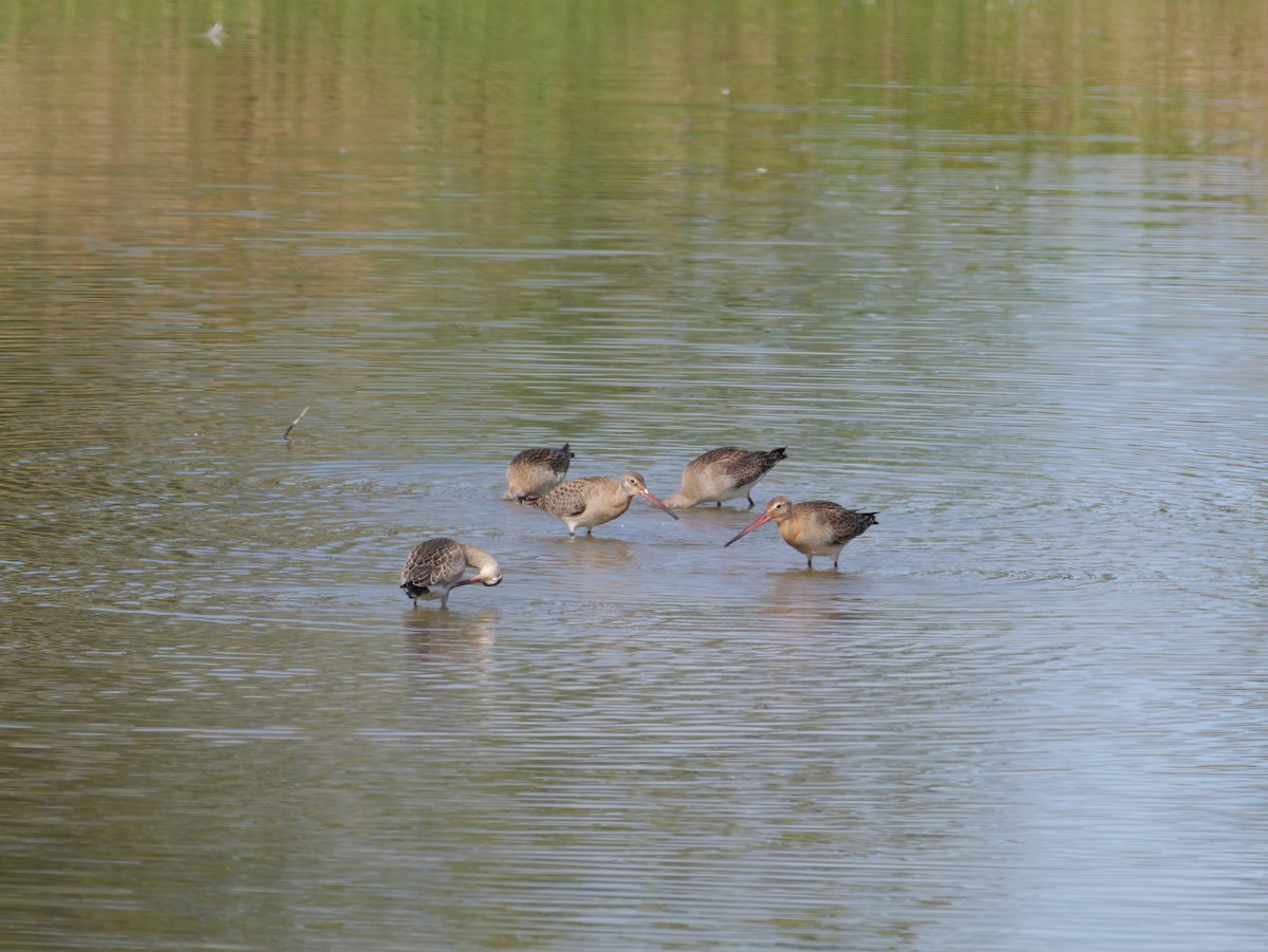 Bar-tailed Godwit - ML642321381
