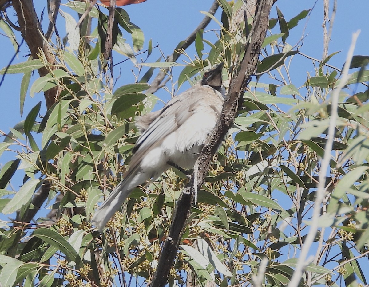 Noisy Friarbird - ML642321408