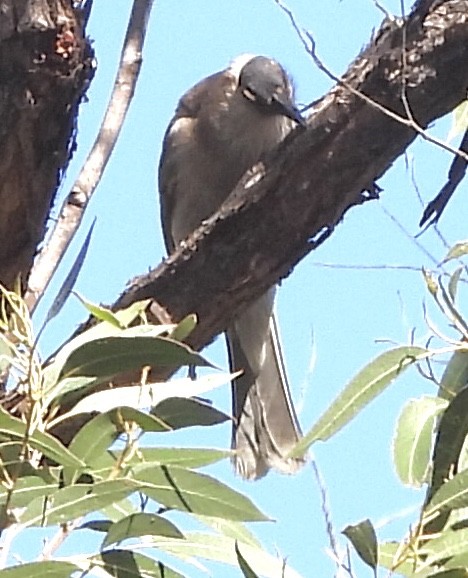 Noisy Friarbird - ML642321409