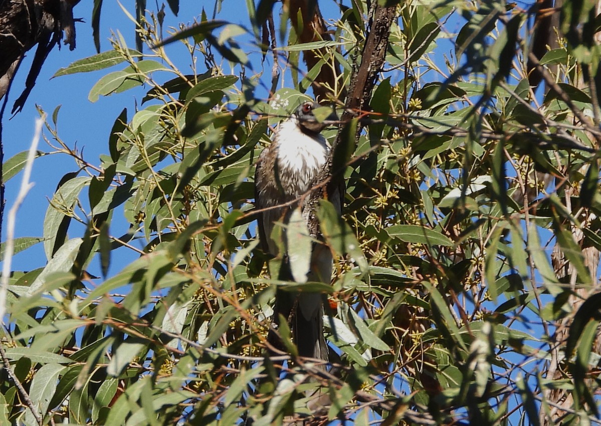 Noisy Friarbird - ML642321410