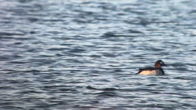 Long-tailed Duck - ML642321429