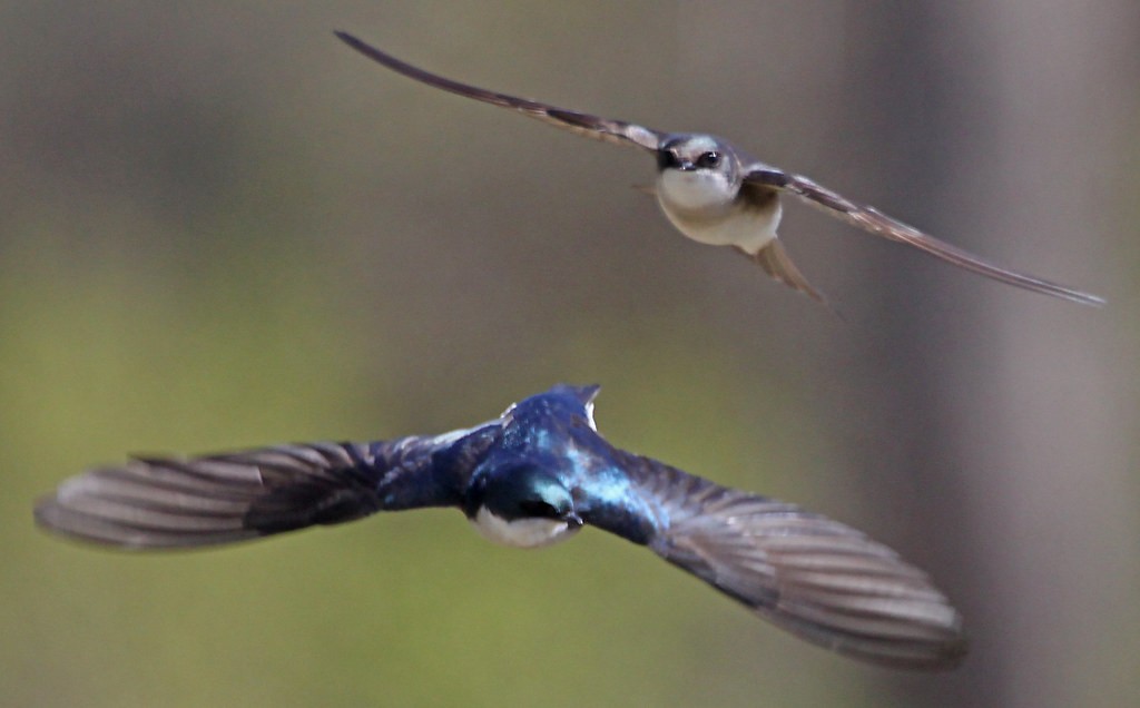 Tree Swallow - ML642321433