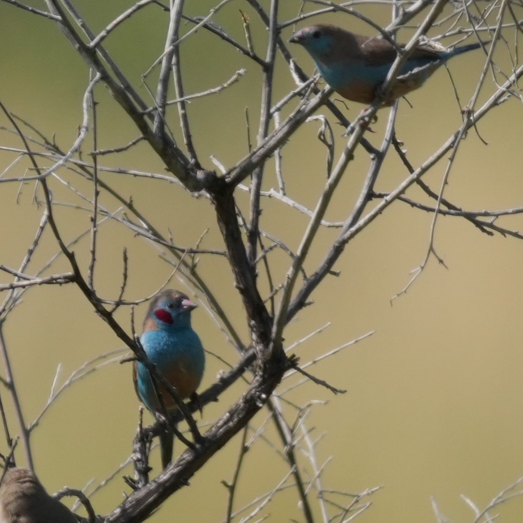 Red-cheeked Cordonbleu - ML642321490