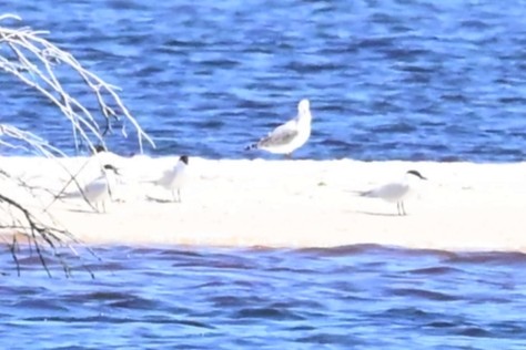 Gull-billed/Australian Tern - ML642321496