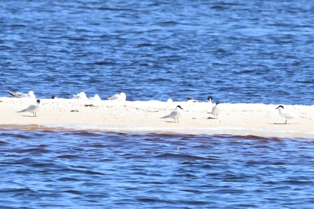 Gull-billed/Australian Tern - ML642321502