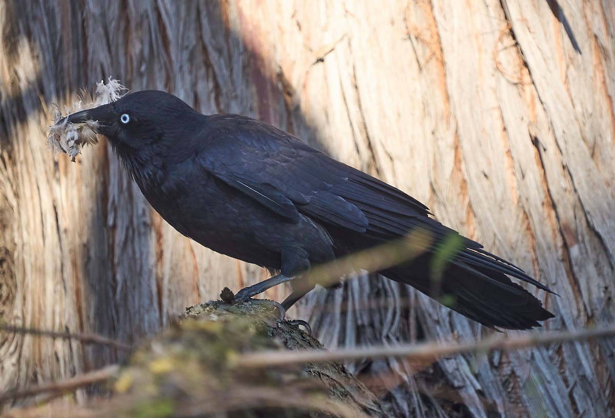 crow/raven sp. - ML642321504