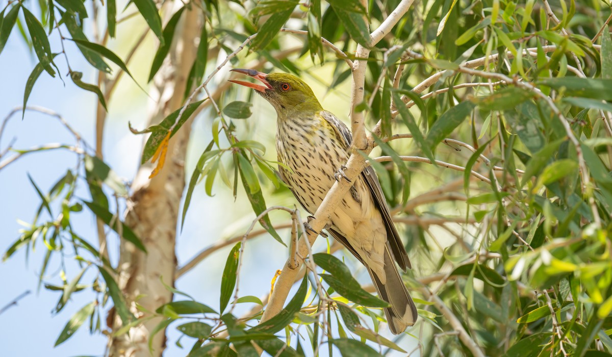 Olive-backed Oriole - ML642321508