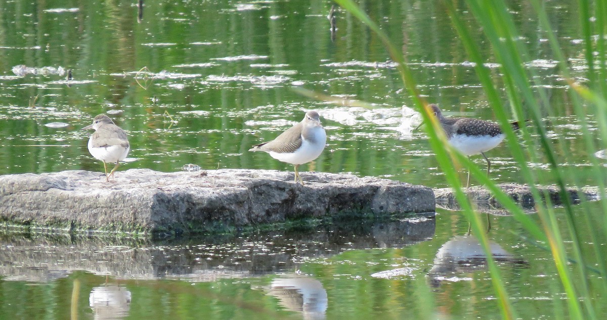 Spotted Sandpiper - ML642321509