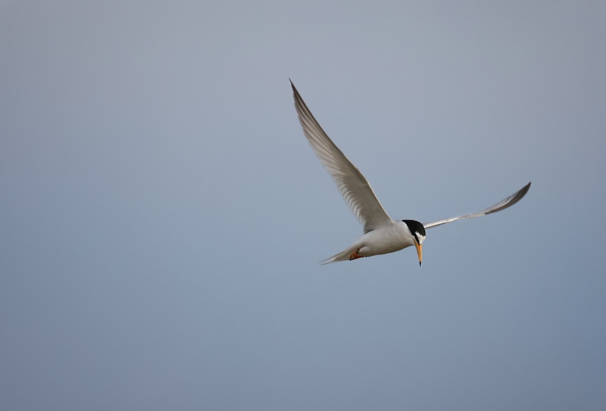 Little Tern - ML642321521