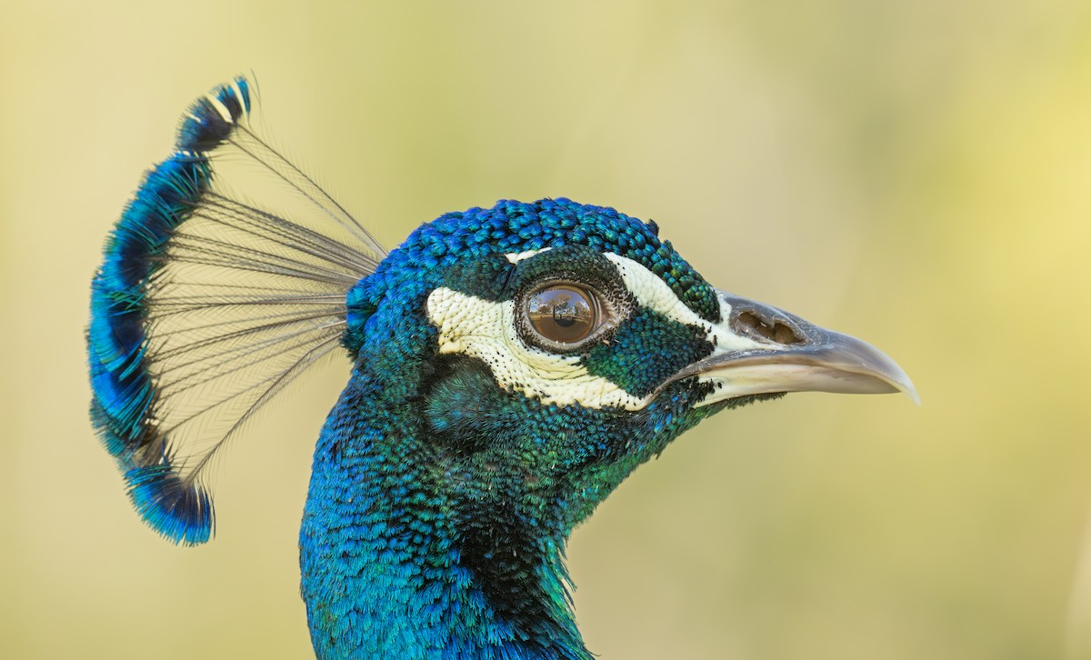 Pfau - ML642321522