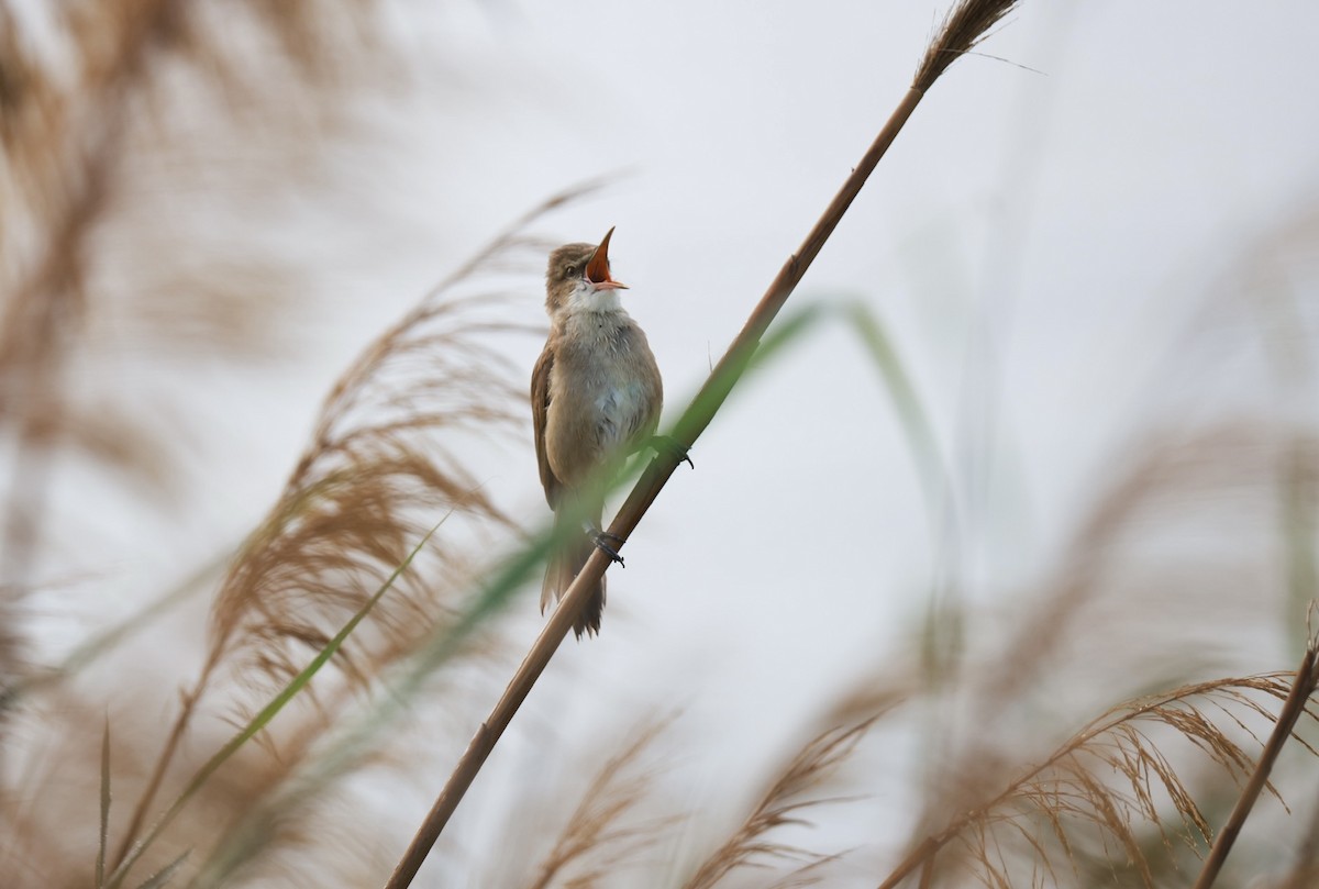 Clamorous Reed Warbler - ML642321524