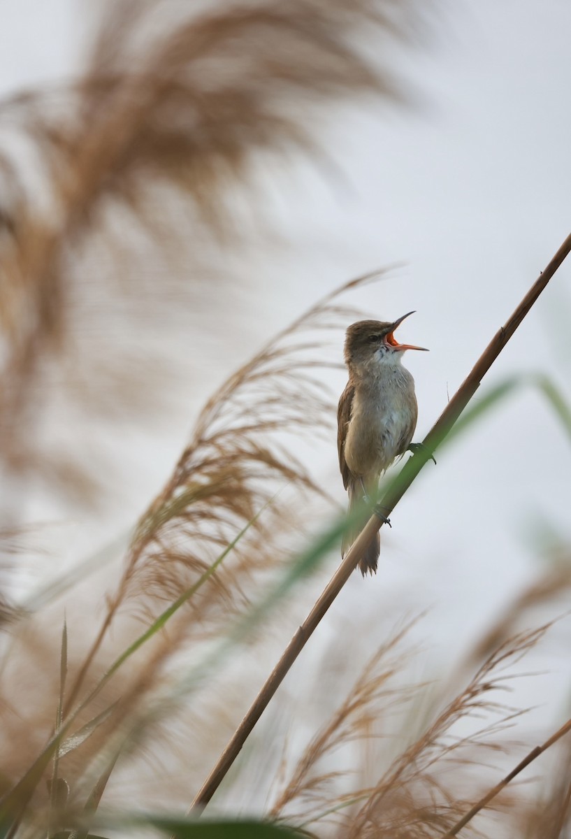Clamorous Reed Warbler - ML642321525