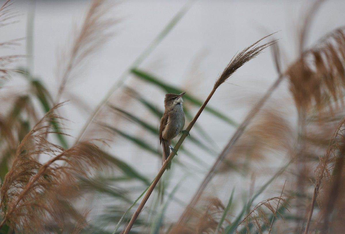 Clamorous Reed Warbler - ML642321526