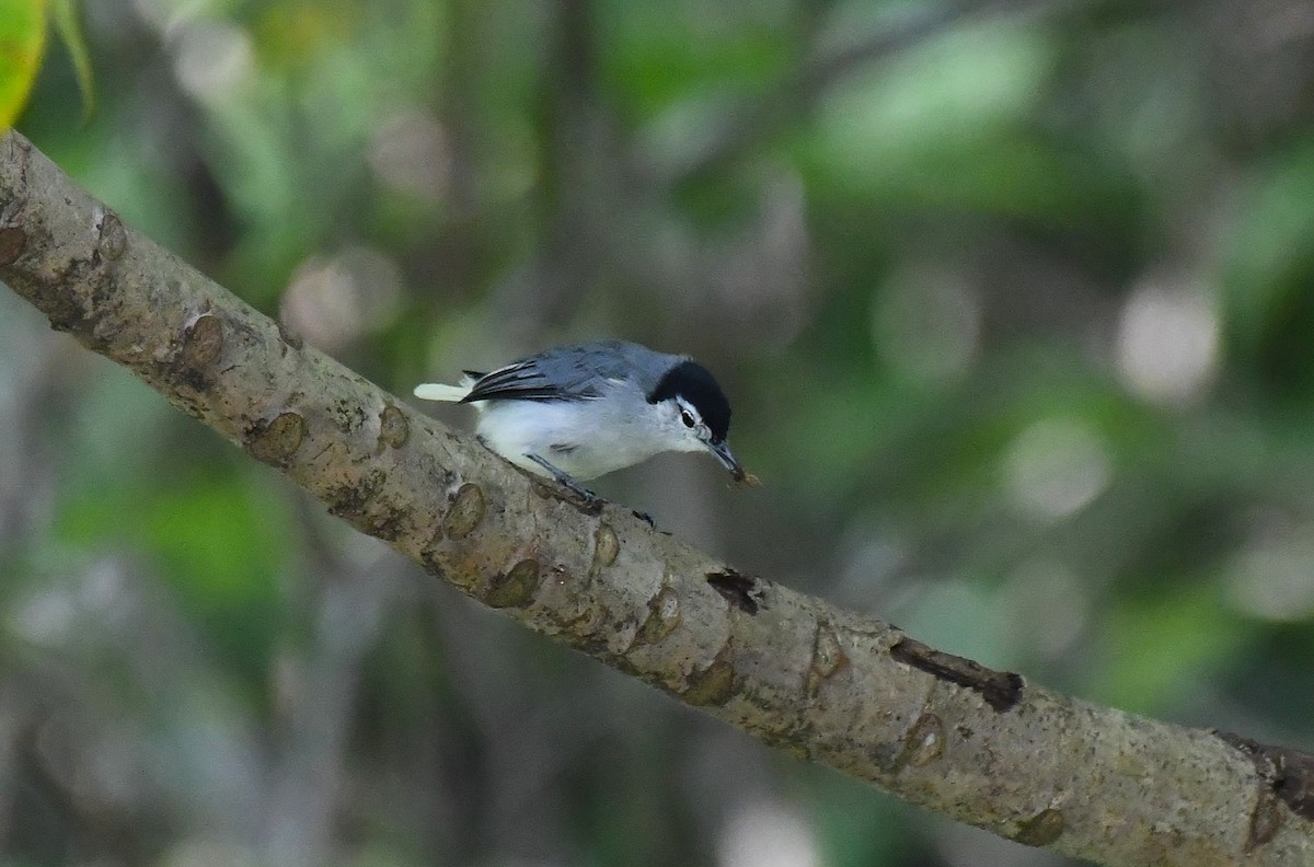 White-browed Gnatcatcher - ML642321533