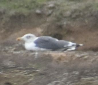 Larus sp. - ML642321548