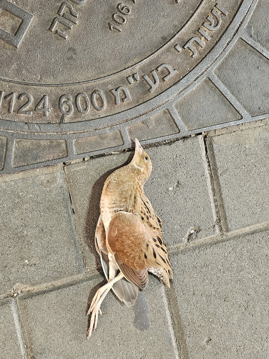 Тариан түнжүүр - ML642321550
