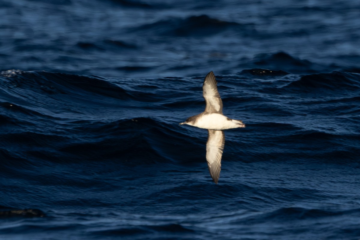 Hutton's Shearwater - ML642321572