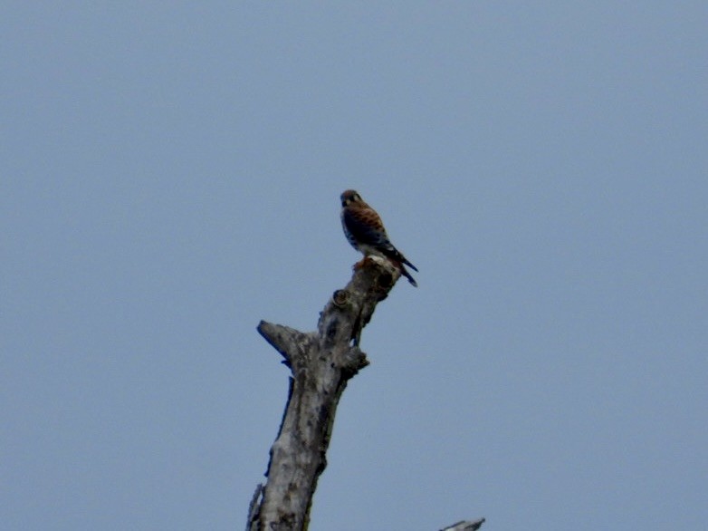 American Kestrel - ML642321579