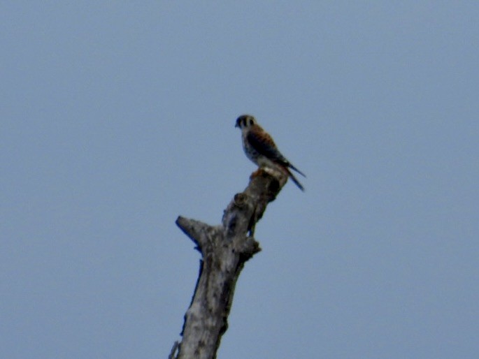 American Kestrel - ML642321580