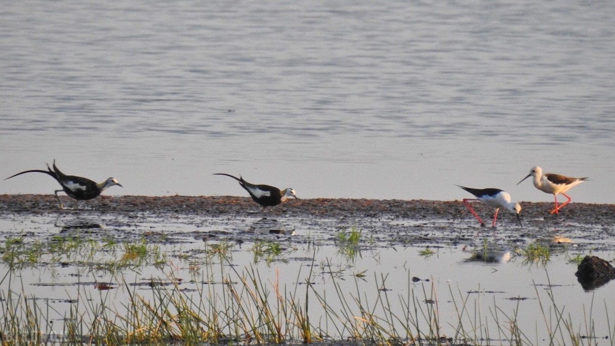 Pheasant-tailed Jacana - ML642321598
