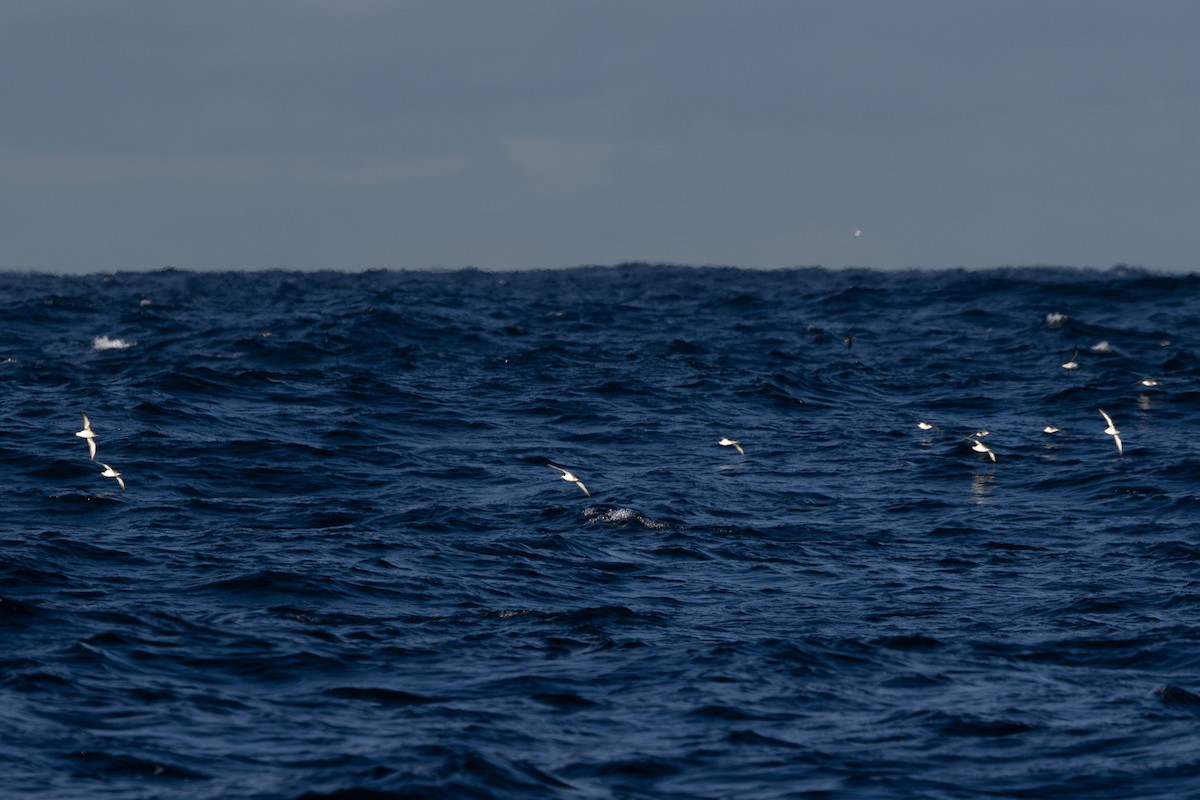 Fluttering Shearwater - ML642321605