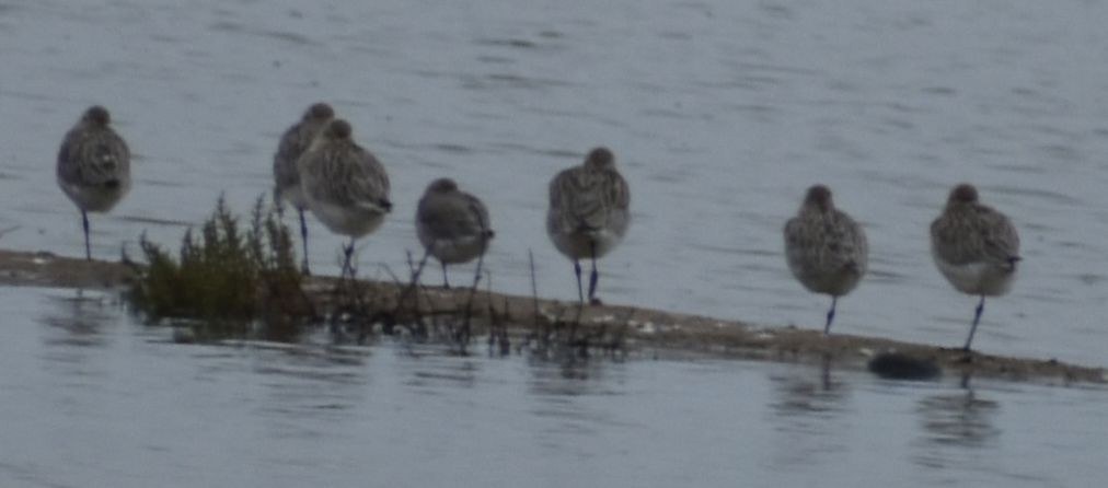 Bar-tailed Godwit - ML642321616