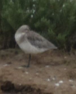 Bar-tailed Godwit - ML642321617